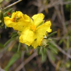 Hibbertia calycina at Molonglo Valley, ACT - 8 Oct 2022