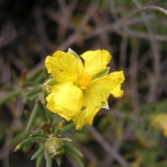 Hibbertia calycina at Molonglo Valley, ACT - 8 Oct 2022