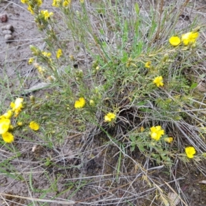 Hibbertia calycina at Molonglo Valley, ACT - 8 Oct 2022