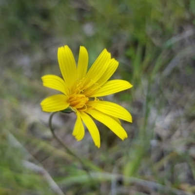 Microseris walteri (Yam Daisy, Murnong) at Molonglo Valley, ACT - 8 Oct 2022 by MatthewFrawley