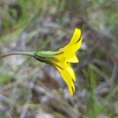 Microseris walteri at Molonglo Valley, ACT - 8 Oct 2022