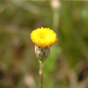 Leptorhynchos squamatus at Molonglo Valley, ACT - 8 Oct 2022