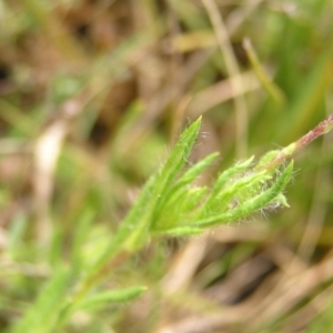 Leptorhynchos squamatus at Molonglo Valley, ACT - 8 Oct 2022 12:21 PM