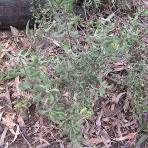 Persoonia rigida at Molonglo Valley, ACT - 8 Oct 2022