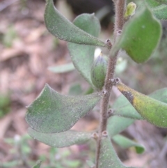 Persoonia rigida at Molonglo Valley, ACT - 8 Oct 2022