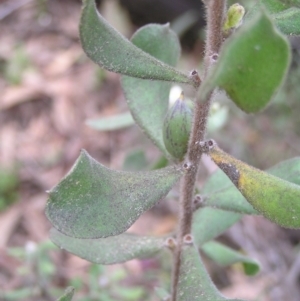 Persoonia rigida at Molonglo Valley, ACT - 8 Oct 2022