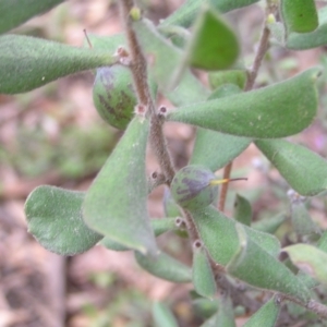 Persoonia rigida at Molonglo Valley, ACT - 8 Oct 2022