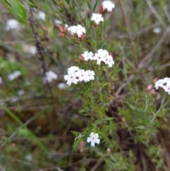 Leucopogon virgatus (Common Beard-heath) at Molonglo Valley, ACT - 8 Oct 2022 by MatthewFrawley