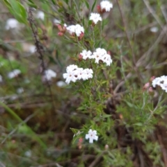 Leucopogon virgatus (Common Beard-heath) at Black Mountain - 8 Oct 2022 by MatthewFrawley