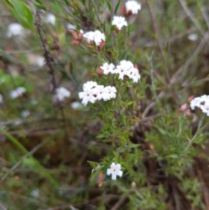 Leucopogon virgatus at Molonglo Valley, ACT - 8 Oct 2022