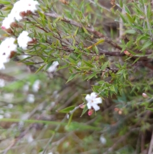 Leucopogon virgatus at Molonglo Valley, ACT - 8 Oct 2022