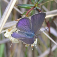 Erina hyacinthina (Varied Dusky-blue) at Black Mountain - 8 Oct 2022 by MatthewFrawley