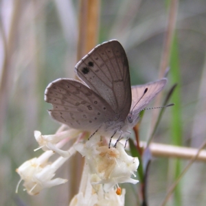 Erina hyacinthina at Molonglo Valley, ACT - 8 Oct 2022 12:47 PM