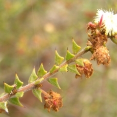 Acacia gunnii (Ploughshare Wattle) at Black Mountain - 8 Oct 2022 by MatthewFrawley