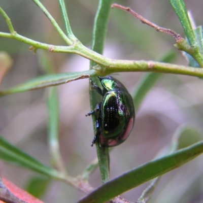 Callidemum hypochalceum (Hop-bush leaf beetle) at Black Mountain - 8 Oct 2022 by MatthewFrawley