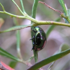 Callidemum hypochalceum (Hop-bush leaf beetle) at Molonglo Valley, ACT - 8 Oct 2022 by MatthewFrawley