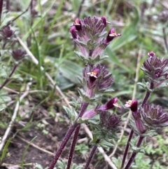 Parentucellia latifolia (Red Bartsia) at Garran, ACT - 8 Oct 2022 by JaneR