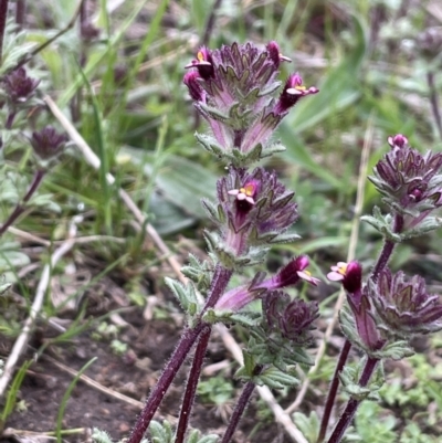 Parentucellia latifolia (Red Bartsia) at Red Hill Nature Reserve - 8 Oct 2022 by JaneR