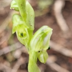 Hymenochilus cycnocephalus (Swan greenhood) at Stromlo, ACT - 8 Oct 2022 by pixelnips