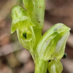 Hymenochilus cycnocephalus at Stromlo, ACT - suppressed