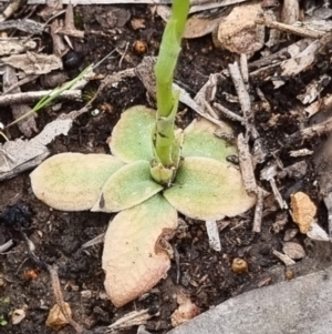 Hymenochilus cycnocephalus at Stromlo, ACT - suppressed