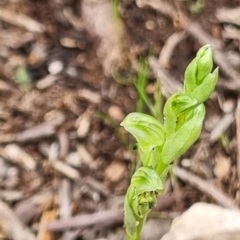 Hymenochilus cycnocephalus at Stromlo, ACT - suppressed