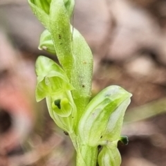 Hymenochilus cycnocephalus at Stromlo, ACT - suppressed