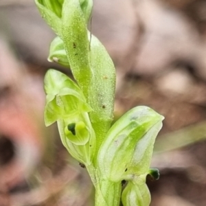 Hymenochilus cycnocephalus at Stromlo, ACT - suppressed