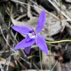 Glossodia major (Wax Lip Orchid) at QPRC LGA - 8 Oct 2022 by AnneG1