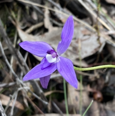 Glossodia major (Wax Lip Orchid) at Jerrabomberra, NSW - 8 Oct 2022 by AnneG1
