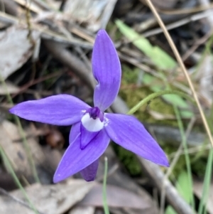 Glossodia major at Jerrabomberra, NSW - suppressed