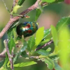 Callidemum hypochalceum (Hop-bush leaf beetle) at Wodonga - 8 Oct 2022 by KylieWaldon