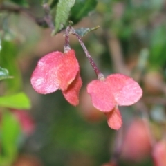 Dodonaea viscosa (Hop Bush) at Wodonga, VIC - 8 Oct 2022 by KylieWaldon