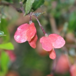 Dodonaea viscosa at Wodonga, VIC - 9 Oct 2022