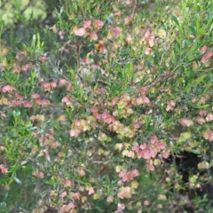 Dodonaea viscosa at Wodonga, VIC - 9 Oct 2022