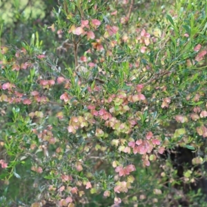 Dodonaea viscosa at Wodonga, VIC - 9 Oct 2022 09:01 AM