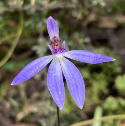 Cyanicula caerulea (Blue Fingers, Blue Fairies) at QPRC LGA - 8 Oct 2022 by AnneG1