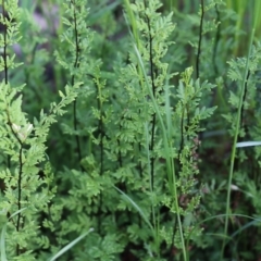 Cheilanthes sieberi subsp. sieberi (Narrow Rock Fern) at Wodonga - 8 Oct 2022 by KylieWaldon