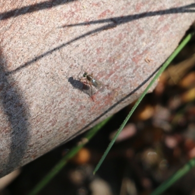 Unverified Long-legged Fly (Dolichopodidae) at Wodonga, VIC - 9 Oct 2022 by KylieWaldon