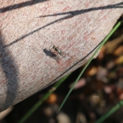 Unidentified Long-legged Fly (Dolichopodidae) at Jack Perry Reserve - 8 Oct 2022 by KylieWaldon