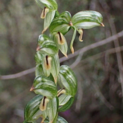 Bunochilus montanus (Montane Leafy Greenhood) at Mount Jerrabomberra - 8 Oct 2022 by AnneG1