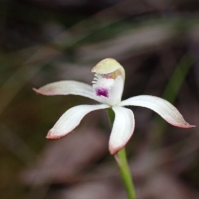 Caladenia ustulata (Brown Caps) at QPRC LGA - 8 Oct 2022 by AnneG1