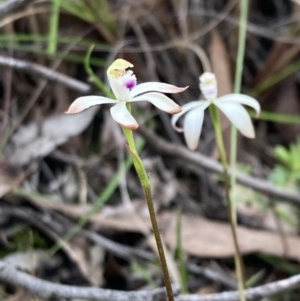 Caladenia ustulata at Jerrabomberra, NSW - 8 Oct 2022