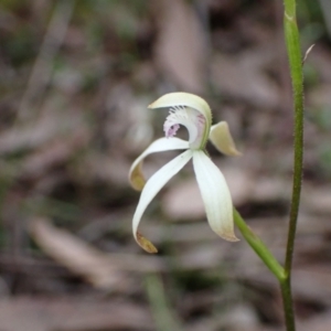 Caladenia ustulata at Jerrabomberra, NSW - 8 Oct 2022