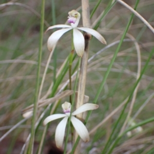 Caladenia ustulata at Jerrabomberra, NSW - 8 Oct 2022