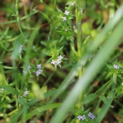 Sherardia arvensis (Field Madder) at Jack Perry Reserve - 8 Oct 2022 by KylieWaldon