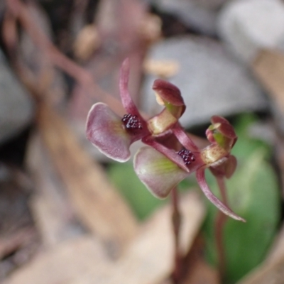 Chiloglottis trapeziformis (Diamond Ant Orchid) at Mount Jerrabomberra - 8 Oct 2022 by AnneG1