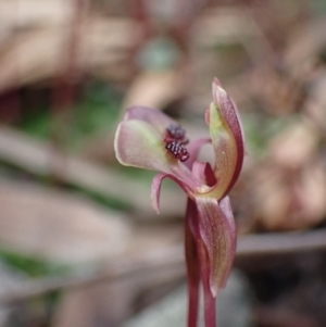 Chiloglottis trapeziformis at Jerrabomberra, NSW - suppressed