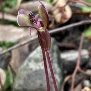 Chiloglottis trapeziformis at Jerrabomberra, NSW - suppressed