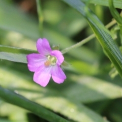 Geranium retrorsum (Grassland Cranesbill) at Jack Perry Reserve - 8 Oct 2022 by KylieWaldon